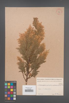 Chamaecyparis pisifera [KOR 785]