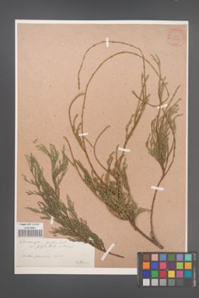 Chamaecyparis pisifera [KOR 34049]