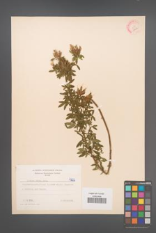 Cytisus albus [KOR 4722]