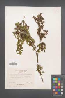 Chamaecytisus hirsutus [KOR 21377]