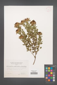 Chamaecytisus dropanolobus [KOR 30664]