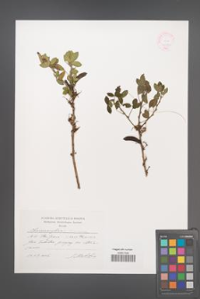 Chamaecytisus leiocarpus [KOR 44847]