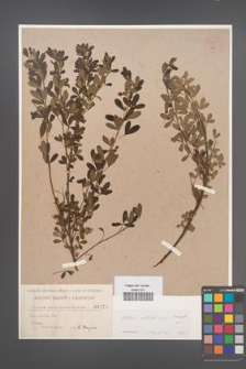 Cytisus ratisbonensis [KOR 54599]