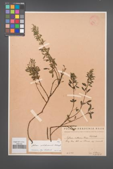 Cytisus ratisbonensis [KOR 1845]