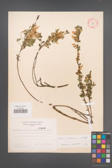 Cytisus ratisbonensis [KOR 3819]