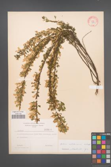 Cytisus ratisbonensis [KOR 3698]