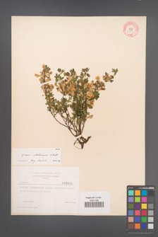 Cytisus ratisbonensis [KOR 3694]