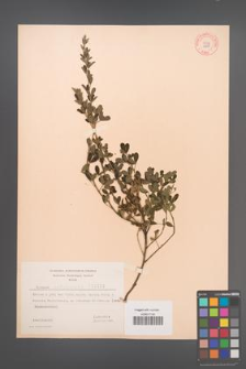 Cytisus ratisbonensis [KOR 3228]