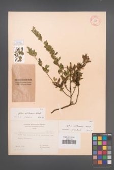 Cytisus ratisbonensis [KOR 3215]