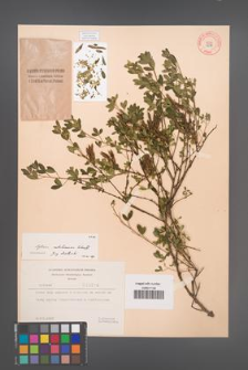 Cytisus ratisbonensis [KOR 3216]