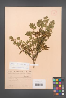 Cytisus ratisbonensis [KOR 2566]