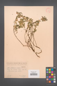 Cytisus ratisbonensis [KOR 2520]