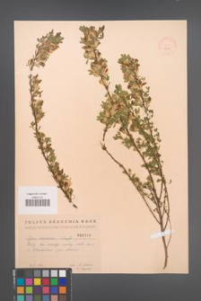 Cytisus ratisbonensis [KOR 2519]