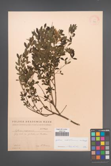 Cytisus ratisbonensis [KOR 1844]