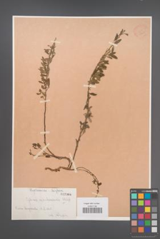 Cytisus ratisbonensis [KOR 2366]