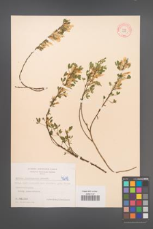Cytisus ratisbonensis [KOR 4249]