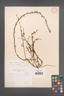 Cytisus ratisbonensis [KOR 4046]