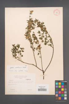 Cytisus ratisbonensis [KOR 3818]