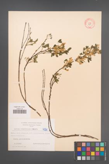 Cytisus ratisbonensis [KOR 4250]