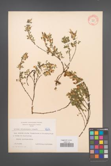 Cytisus ratisbonensis [KOR 4234]
