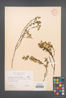 Cytisus ratisbonensis [KOR 4247]
