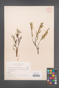 Cytisus ratisbonensis [KOR 5071]