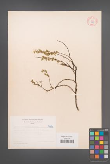 Cytisus ratisbonensis [KOR 5094]