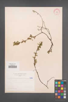 Cytisus ratisbonensis [KOR 5096]