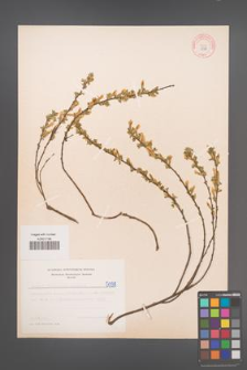 Cytisus ratisbonensis [KOR 5098]