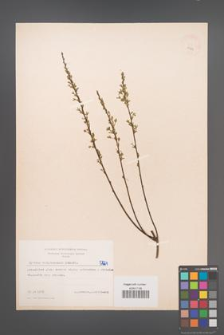 Cytisus ratisbonensis [KOR 5124]