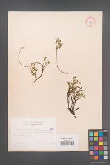 Cytisus ratisbonensis [KOR 5132]