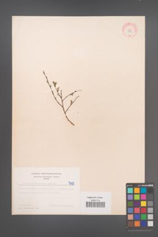 Cytisus ratisbonensis [KOR 5109]