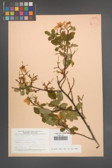 Rosa acicularis [KOR 23387]