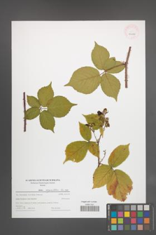 Rubus corylifolius [KOR 44002]