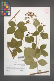 Rubus corylifolius [KOR 45949]