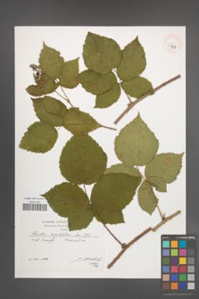 Rubus corylifolius [KOR 39925]