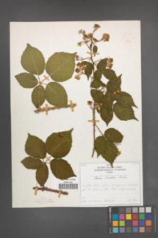 Rubus koehleri [KOR 52516]