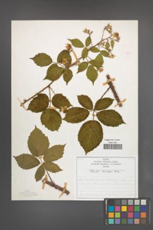 Rubus koehleri [KOR 52526]