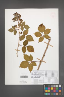 Rubus koehleri [KOR 52533]
