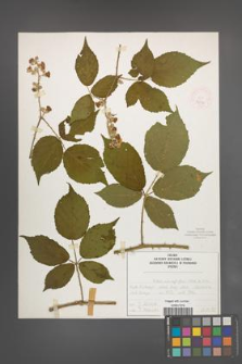 Rubus macrophyllus [KOR 52546]