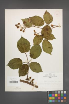 Rubus macrophyllus [KOR 52545]