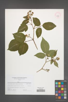 Rubus [KOR 46224]