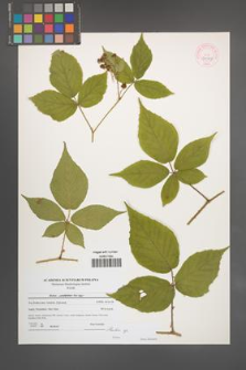 Rubus [KOR 44549]