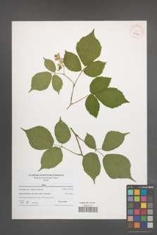 Rubus [KOR 40652]