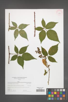 Rubus [KOR 43984]