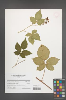 Rubus [KOR 47688]