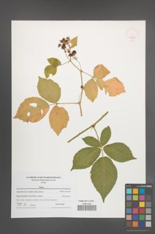 Rubus [KOR 47685]