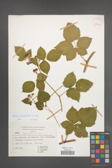 Rubus franconicus [KOR 29944]
