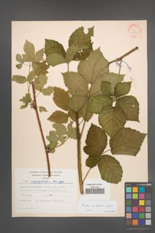 Rubus kuleszae [KOR 30993]