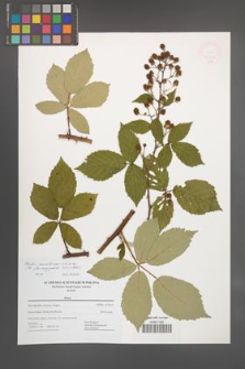 Rubus montanus [KOR 47712]